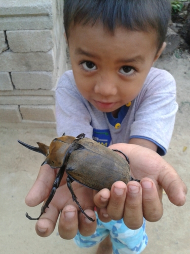 Occidental Elephant Beetle