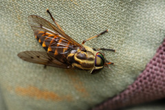 Tabanidae
