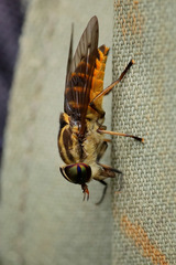 Tabanidae