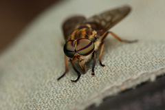 Tabanidae