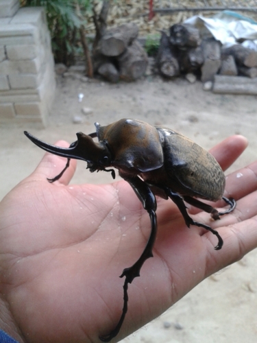 Occidental Elephant Beetle
