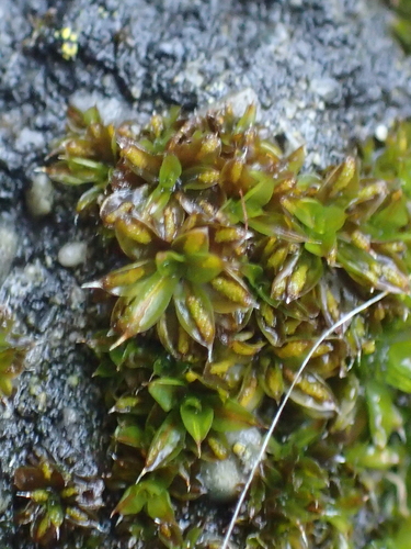 Marbled Screw-moss (Syntrichia papillosa)