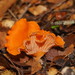 Australian Chanterelle - Photo (c) Reiner Richter, some rights reserved (CC BY-NC-SA), uploaded by Reiner Richter