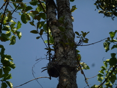 Hydnophytum formicarum