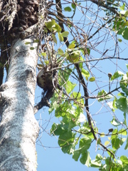 Hydnophytum formicarum