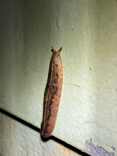 Veronicella cubensis observed 2026-03-12