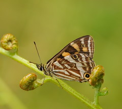 Oreixenica kershawi