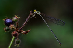 Nesobasis flavifrons