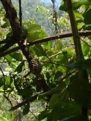 Hydnophytum formicarum