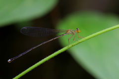 Nesobasis flavifrons