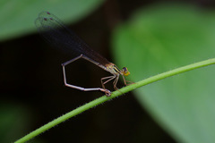 Nesobasis flavifrons