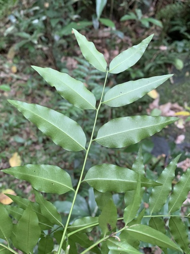 Atalaya natalensis