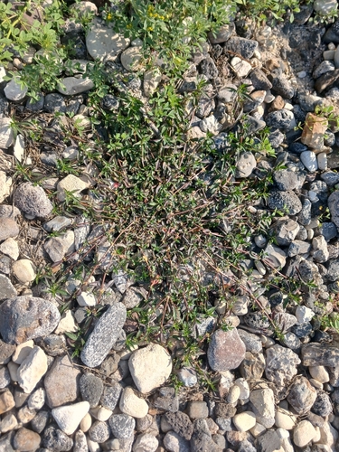 Alternanthera sessilis, photograph 4