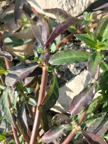 Alternanthera sessilis, photograph 6