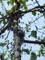 Hydnophytum formicarum