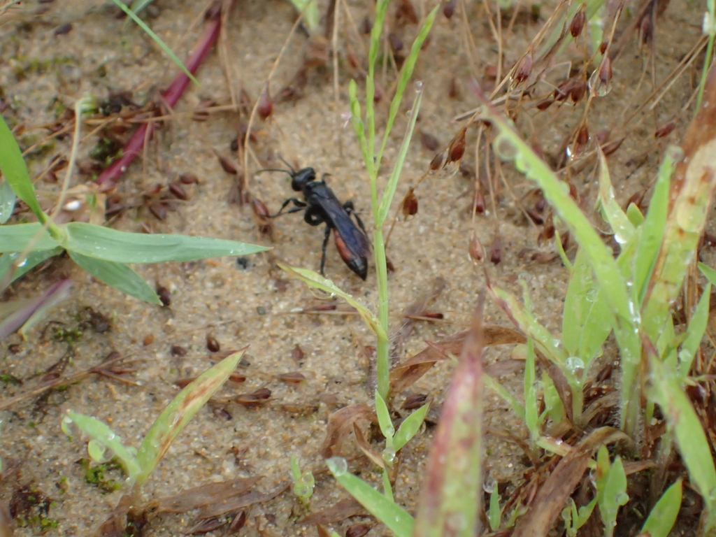 Larra amplipennis