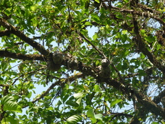 Hydnophytum formicarum