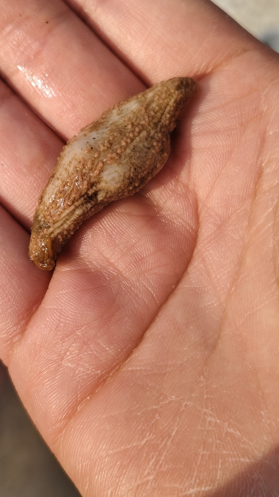 Sclerodactyla multipes