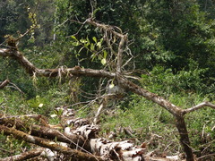 Hydnophytum formicarum