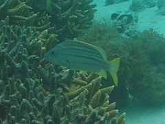 Lutjanus carponotatus