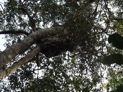 Hydnophytum formicarum