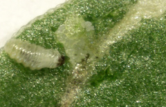 Hypurus bertrandi