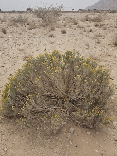 Pulicaria glutinosa