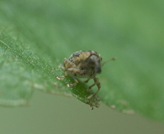 Ceutorhynchini