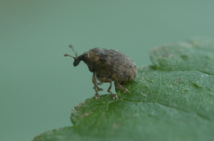 Ceutorhynchini