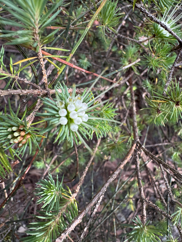 clustered darwinia (Darwinia fascicularis)