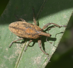 Lixus concavus