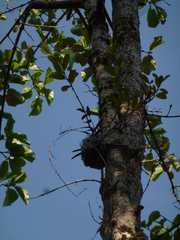 Hydnophytum formicarum