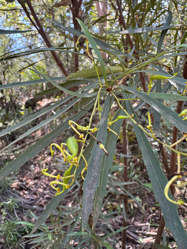 River Lomatia (Lomatia myricoides)
