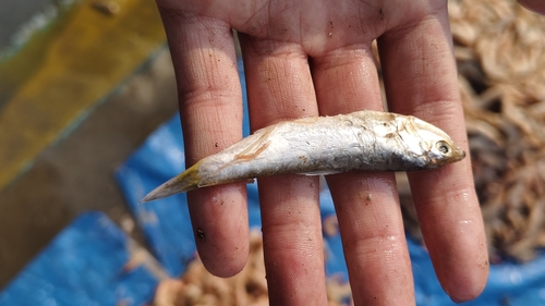 Chefoo thryssa (Thryssa chefuensis) — Engraulidae