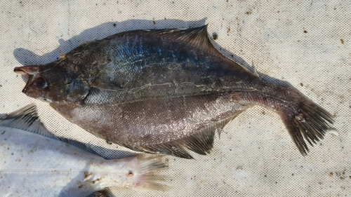 Sohachi flounder (Cleisthenes herzensteini) — Pleuronectidae