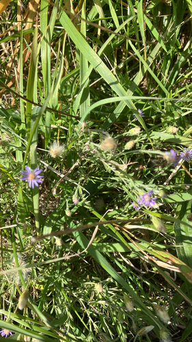 Purple Fuzzweed (Vittadinia gracilis)