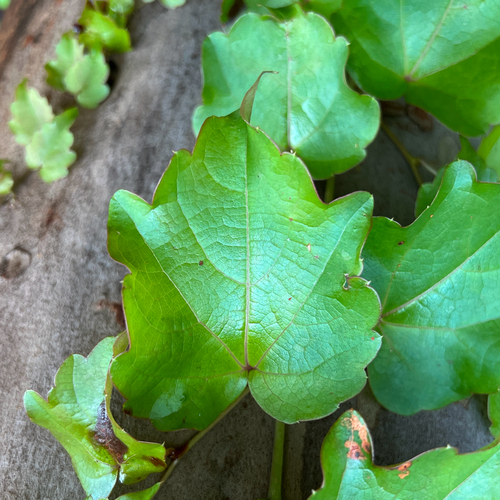 Japanese creeper (Parthenocissus tricuspidata)