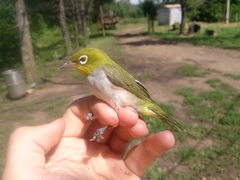 Zosterops erythropleurus