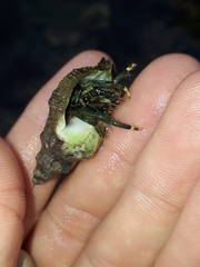 Clibanarius virescens