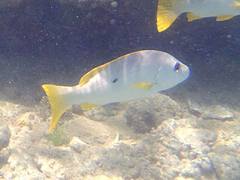 Lutjanus monostigma
