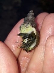 Clibanarius virescens