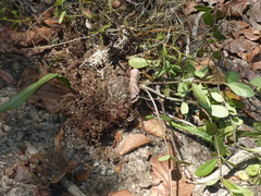 Hydnophytum formicarum