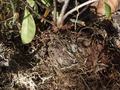 Hydnophytum formicarum