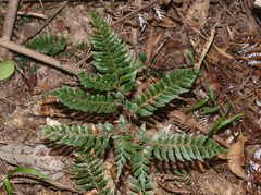 Adiantum fulvum