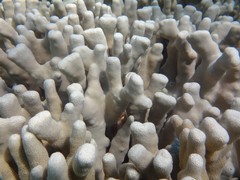 Porites attenuata