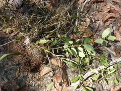 Hydnophytum formicarum