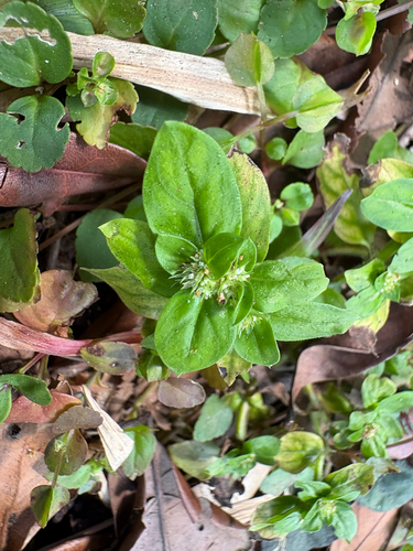 Spermacoce exilis observed 2026-03-13
