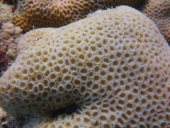 Paramontastraea serageldini