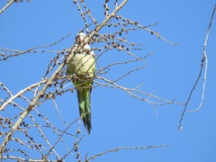 Myiopsitta monachus