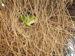 Myiopsitta monachus